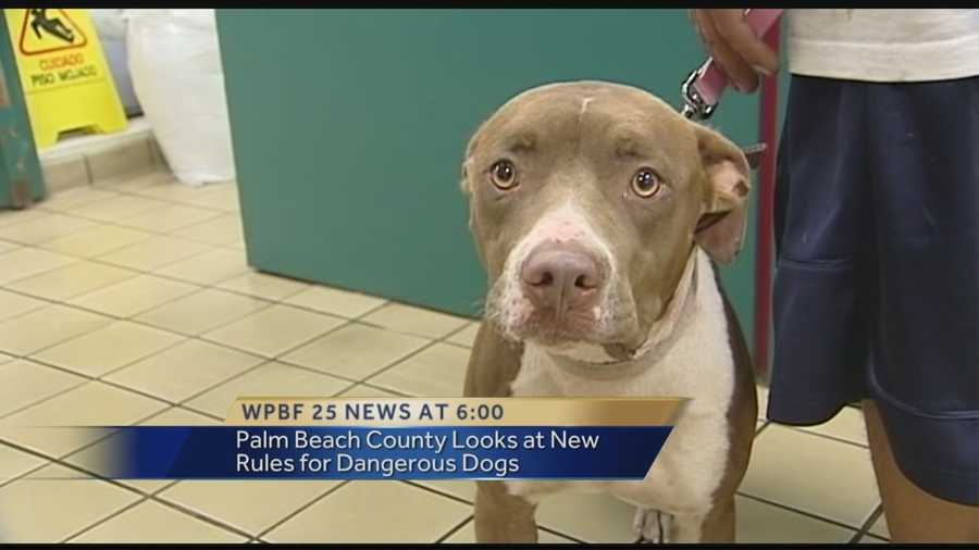 New Florida law prohibits local bans on pit bulls, other large breeds