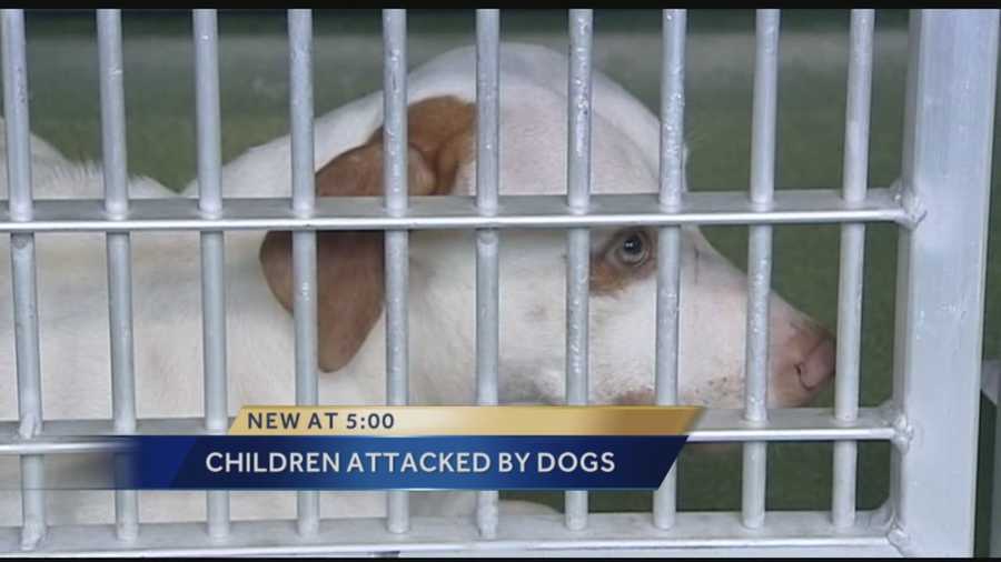 Three dogs were were surrendered by their owner in Lantana Tuesday following an attack by the dogs on three children. The family of the children spoke to reporter John Dzenitis about the incident.