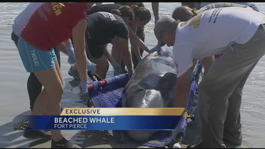On-lookers and animal rescuers from Florida Atlantic University’s Harbor Branch did all they could to help the 8 ft, 800lb  pygmy sperm whale that washed ashore in Pepper Park in Fort Pierce Friday.