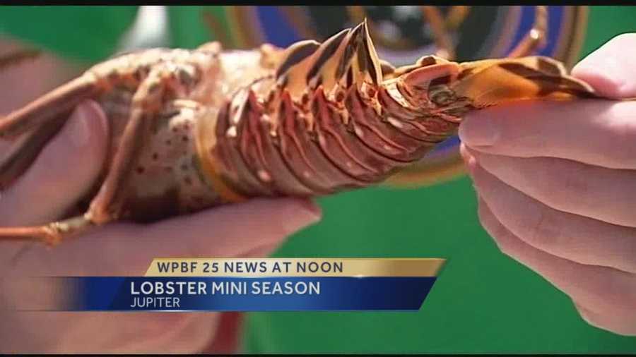 Officials from Florida Fish and Wildlife said they've seen more boats on the water this year and point to a nearly 30% increase in the number of lobster licenses in comparison to last year.