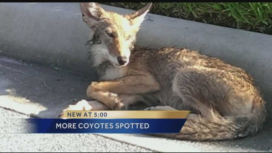 Officials at Busch Wildlife Sanctuary in Jupiter are reminding residents to watch out for coyotes. David Hitzig with Busch Wildlife Sanctuary said a baby coyote struck by a vehicle that didn't stop was brought into the facility for treatment. Reporter Angela Rozier has the story.