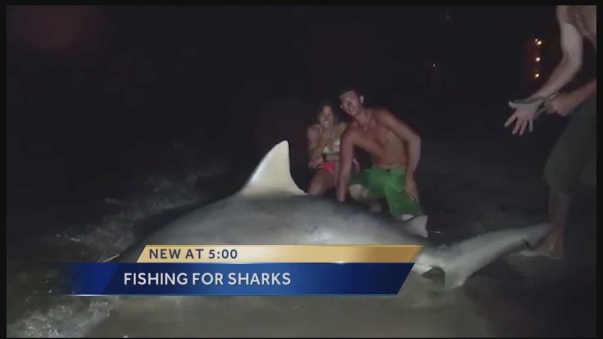 Officials: Over 300 lb. shark caught in the Chesapeake Bay - 47abc