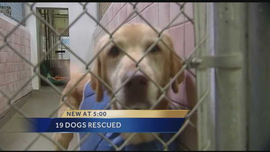 19 dogs rescued from backyard breeder