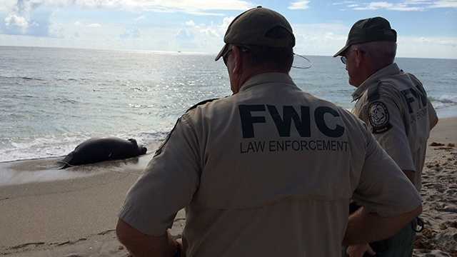 A beach goer reported seeing the deceased manatee Monday morning along the beach in Singer Island. 