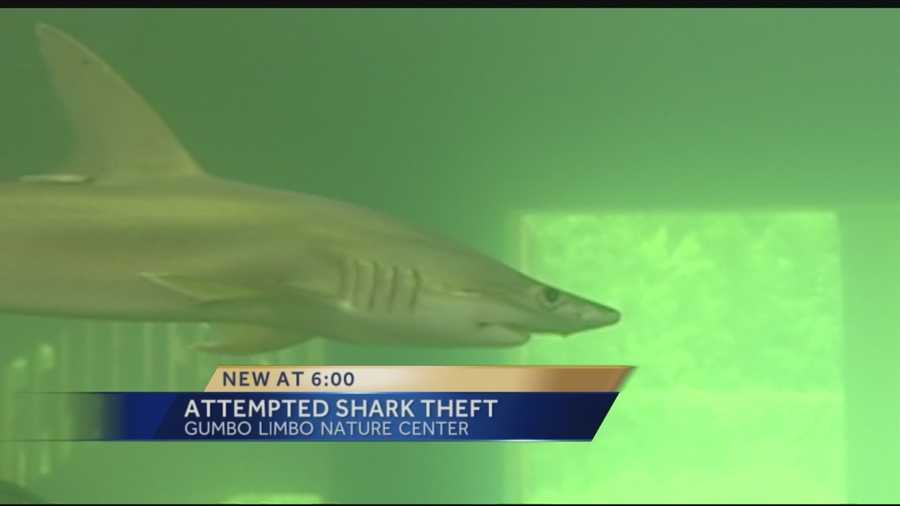 Boca Raton police are investigating a lot of suspicious activity in the city, but an attempted shark theft is not the norm. Police responded to Gumbo Limbo Nature Center in Boca Raton Saturday morning after staff members found nets out of place and a hook in the mouth of a bonnethead shark. Erin Guy has the report.