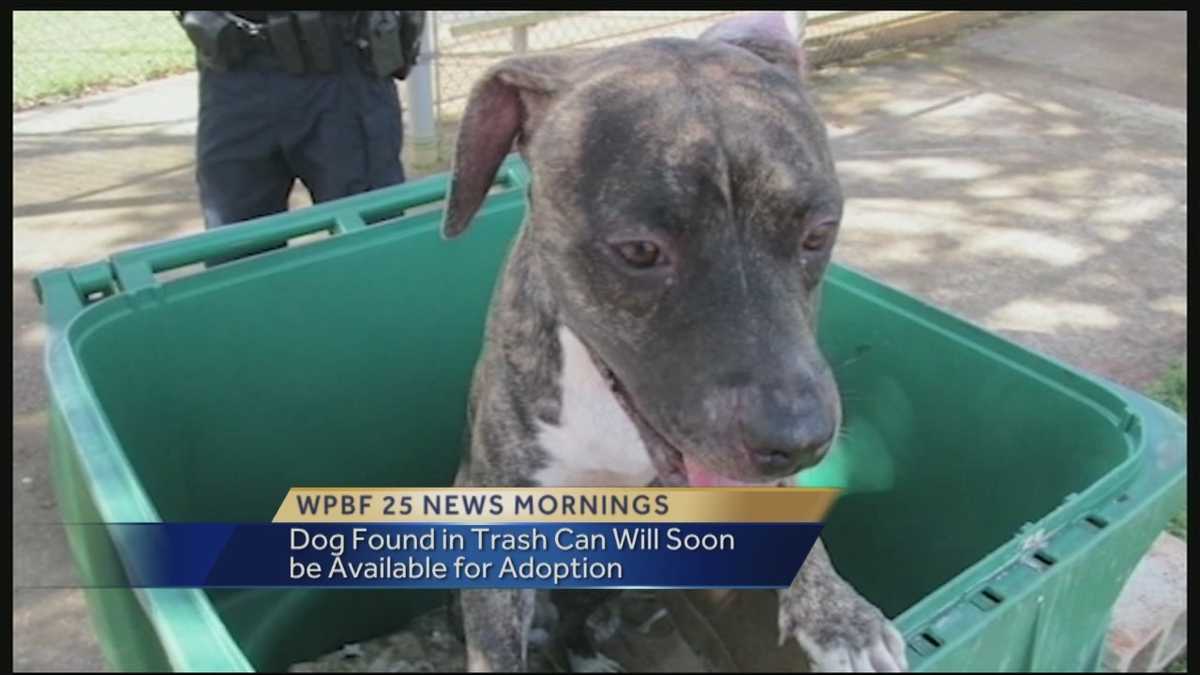 Dog found trapped in trash can