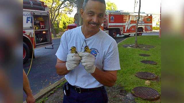 Firefighter Loiz with first 2 ducklings rescued. 
