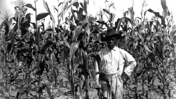 African American farmer standing in a corn field in Alachua County on June 25, 1913.