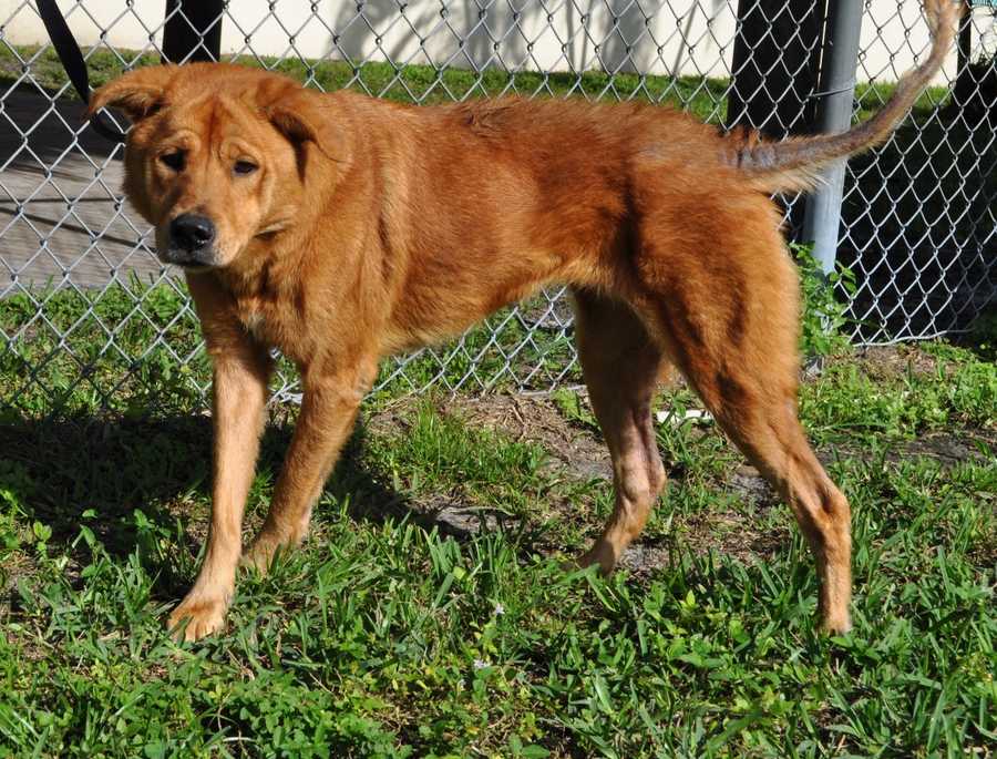 Pets in need of urgent adoption in Palm Beach County