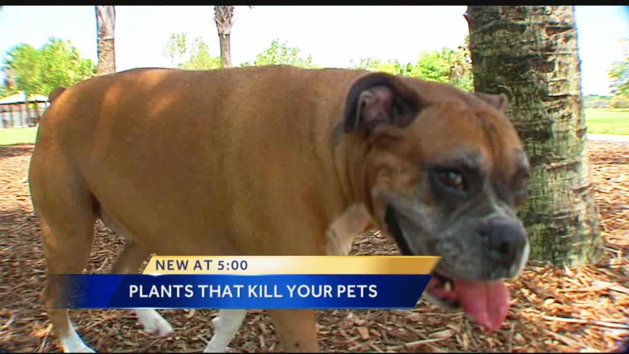 plants that hurt dogs