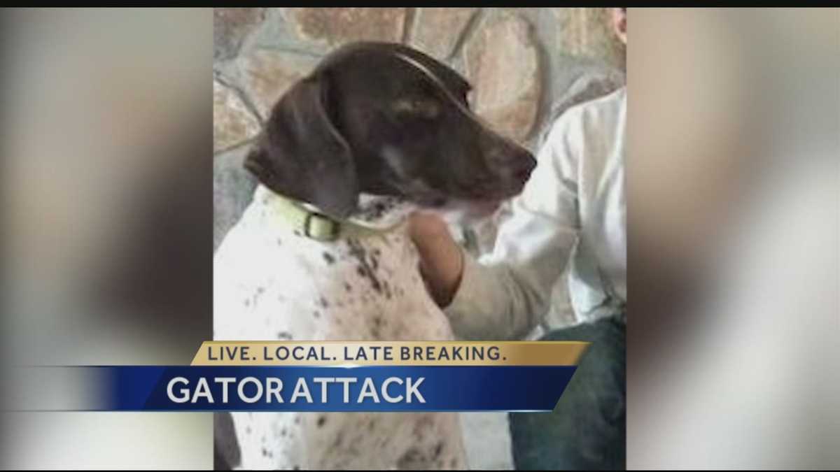 Alligator kills family dog in Lake Ida
