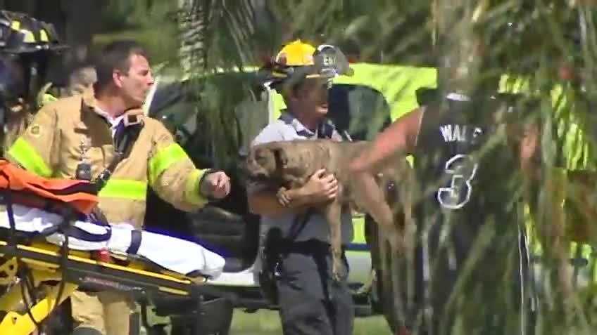 Photos: Dogs rescued from burning home