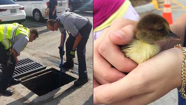 Photos: Fire rescue crew saves ducklings from storm drain