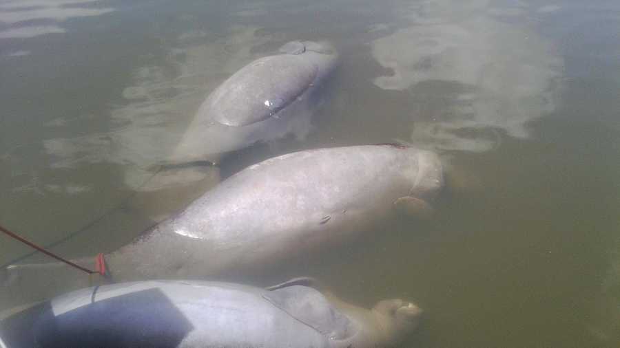 3 manatees found dead in Indian River County