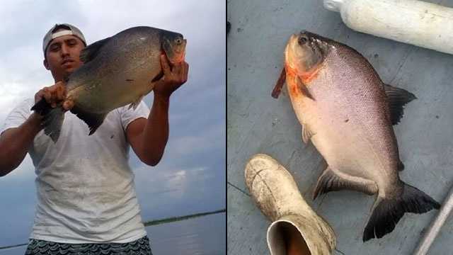 Piranha-like fish caught in Lake Okeechobee