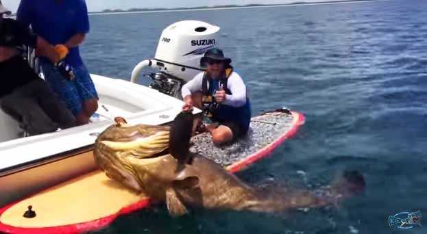 grouper paddle board