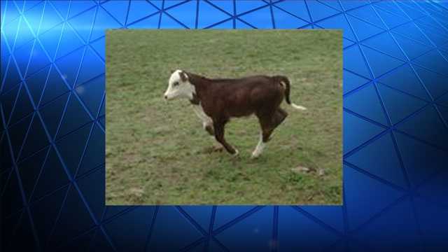 The Palm Beach County Sheriff's Office is looking for those responsible for stealing a dozen cows.