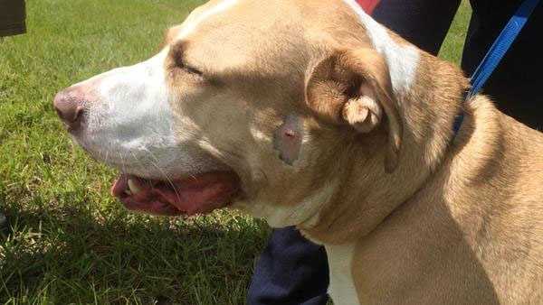 Police shock dog that jumped in car with toddler inside Police shock dog that jumped in car with toddler inside
