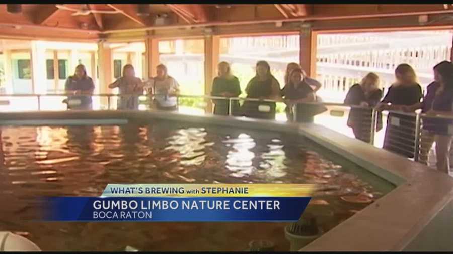 In this week's edition of What's Brewing with Stephanie she headed down to Boca Raton for a visit at to Gumbo Limbo Nature Center.