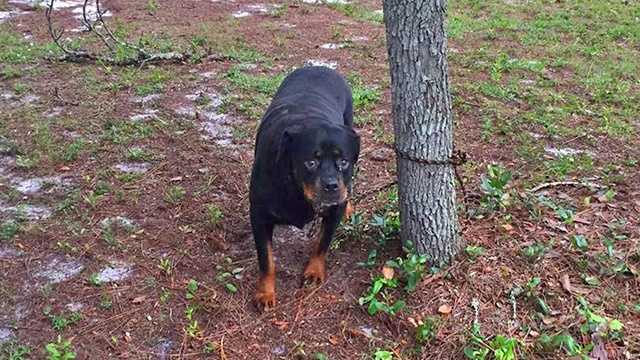 Dog chained 2025 to tree