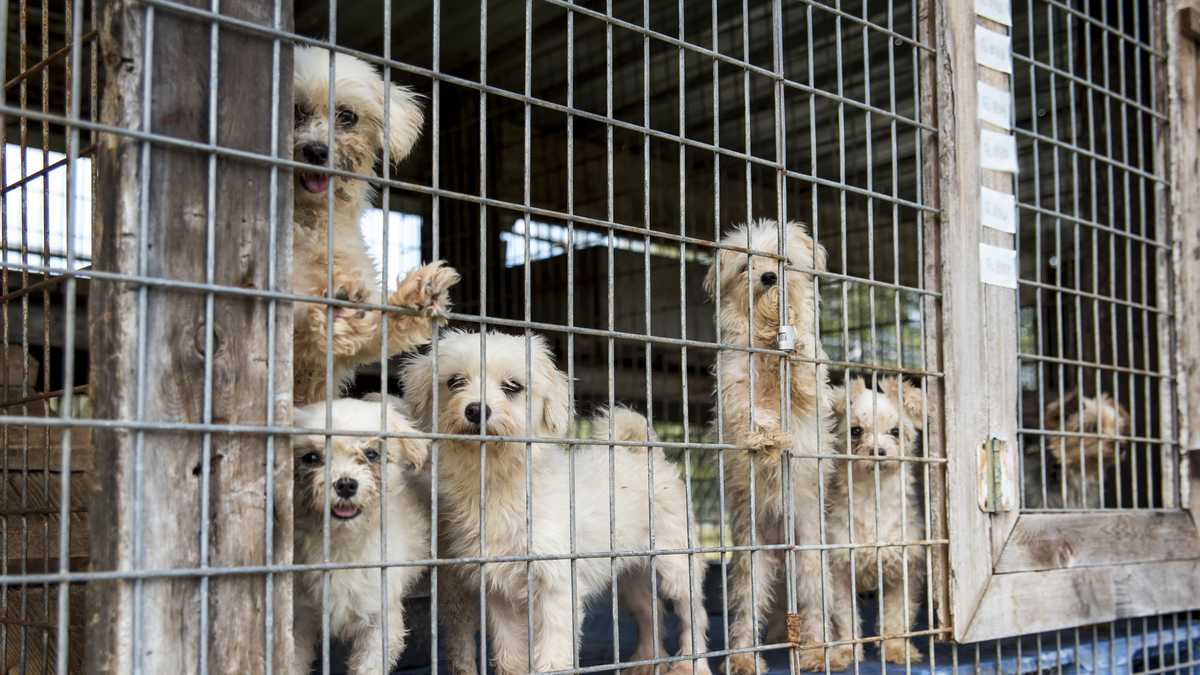 Photos: Dogs seized from unlicensed Florida facility