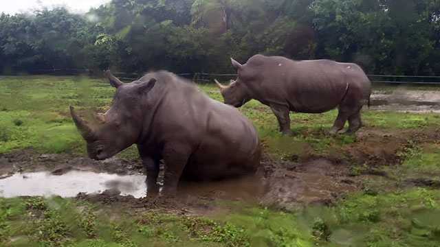 Animals, property at Lion Country Safari unscathed after tornado hits ...