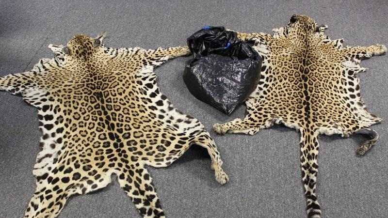 Prosecutors say Elias Garcia and Maria Plancarte sold these jaguar skins to undercover federal wildlife agents.
