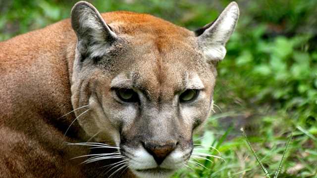 Colin Patrick, a 17-year-old Florida panther that was born at the Palm Beach Zoo in 1995, has been euthanized.