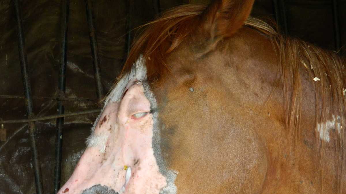 Images Horse blinded, burned in chemical attack