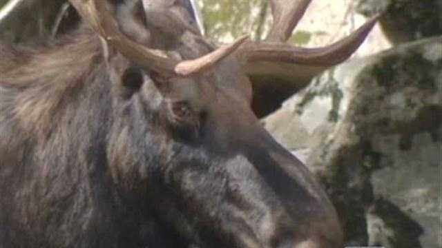 We all saw the pictures…a moose trapped in a ravine near Lake Placid.  Hundreds stopped to watch him.