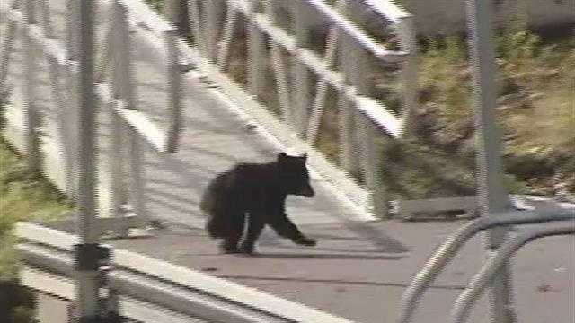 Police "coax" baby bear back into woods