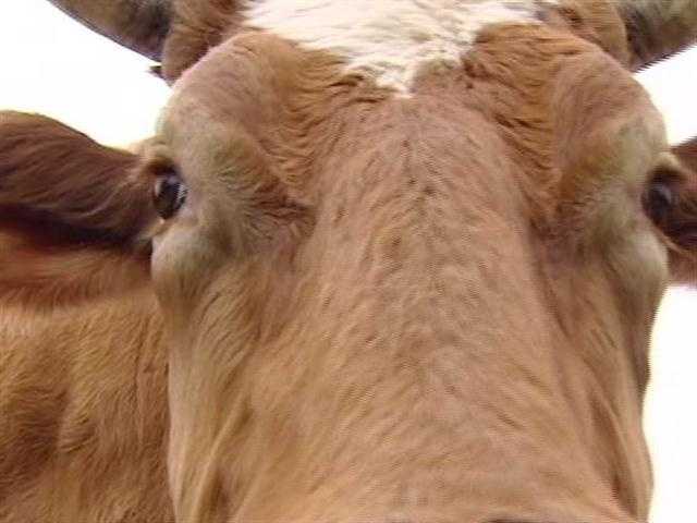 oxen reddit oxen reddit