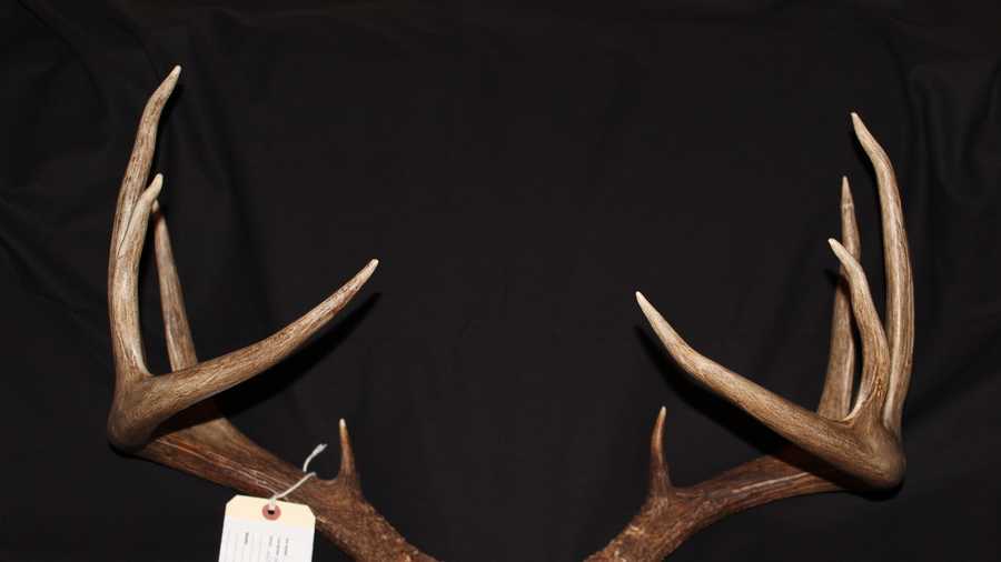 Vt. wardens say trophy buck taken out of season