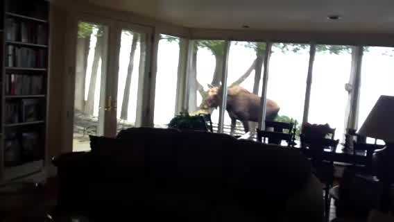 Early Wednesday morning Shelburne resident, Jane Shearer, found a sizable moose walking across her patio. She shared the video with NewsChannel 5. Shearer said the moose returned Thursday afternoon.