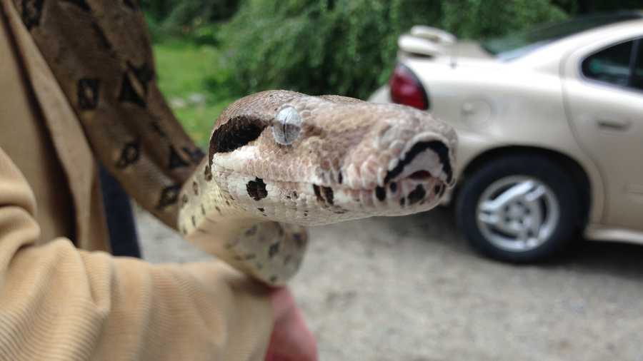 A 5-foot boa constrictor was discovered in Leddy Park's parking lot.