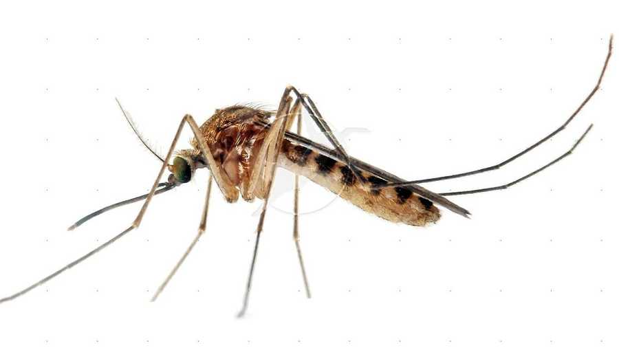 Associated Press Mosquito Image
