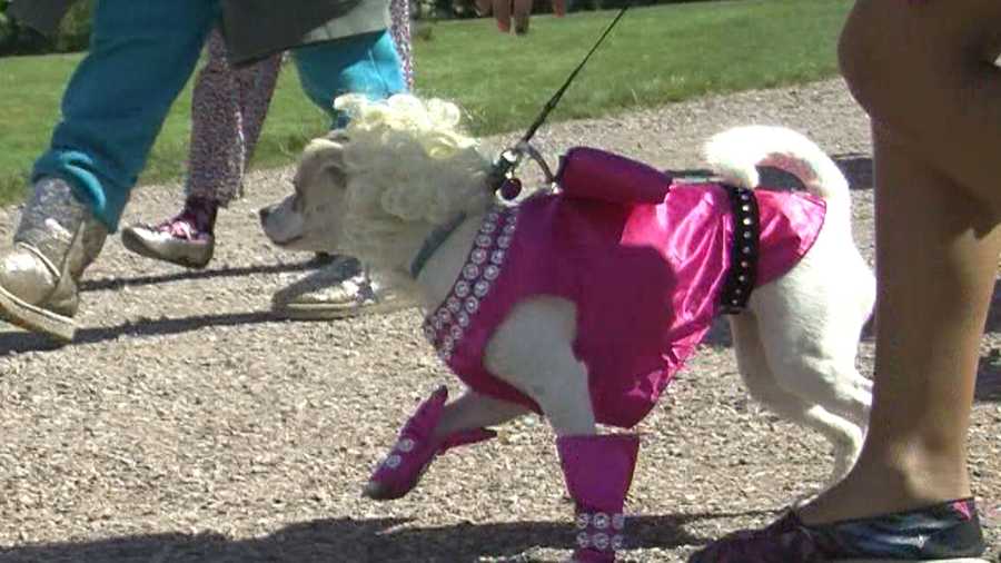Dogs partied 1980s style at Shelburne Museum on Sunday, Sept. 8. The museum hosted its annual dog day to benefit local animal rescues and humane societies.