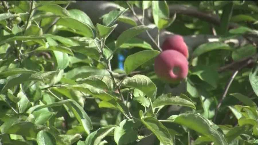 Did you find the wooden apple? Sixteen local apple orchards are participating in a hunt that could win you an iPod.