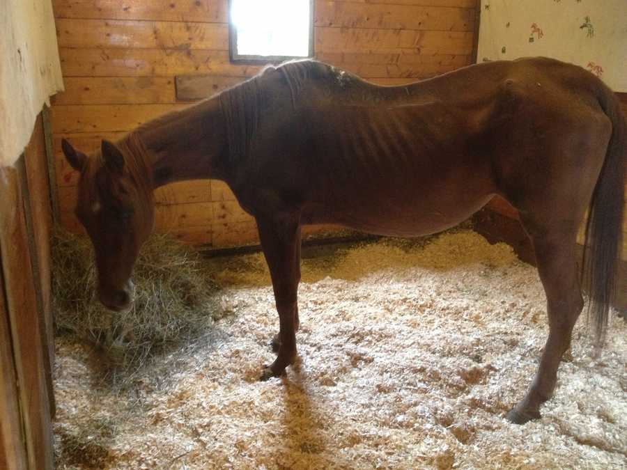 Photos: Severely emaciated horse surrendered by owners