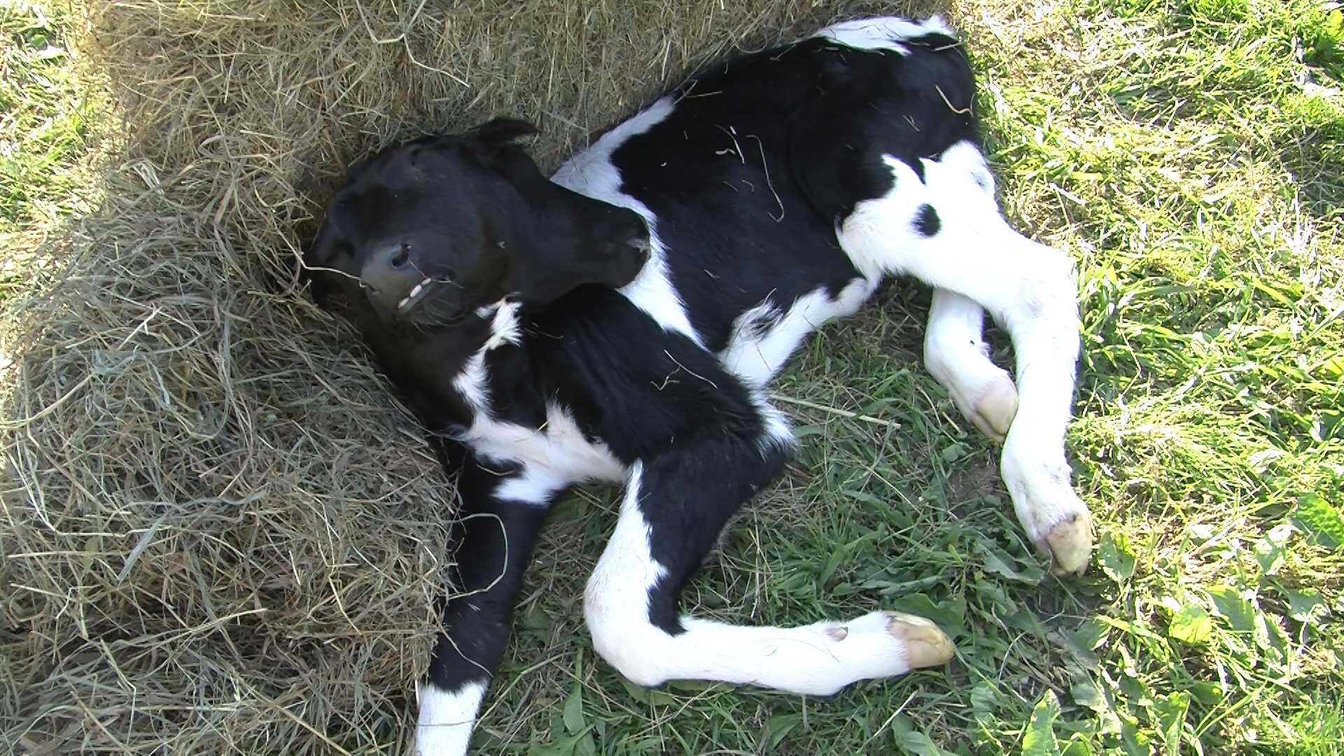 1.+Baltimore%3A+Two-headed+calf+born+at+local+farm%2C+baffles+veterinarians