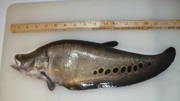 clown knife fish pictures