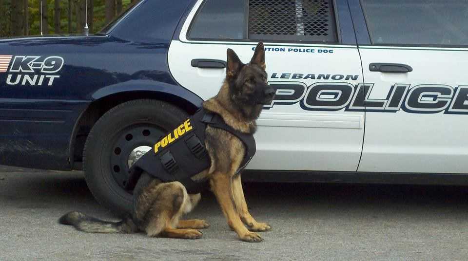 PHOTOS: Police K9s Show Off Their Protective Vests