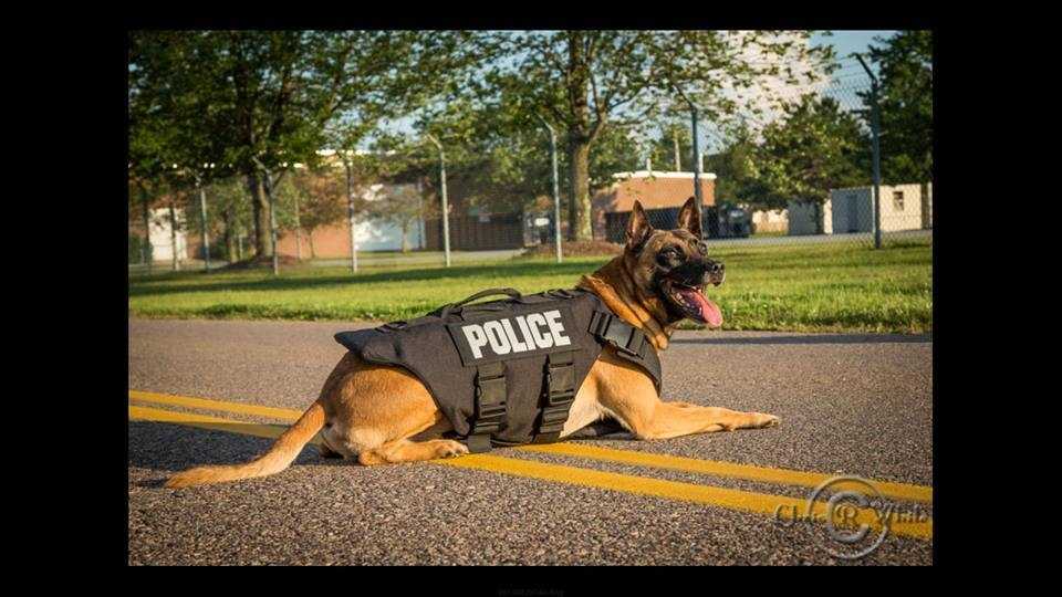 PHOTOS Police K9s show off their protective vests
