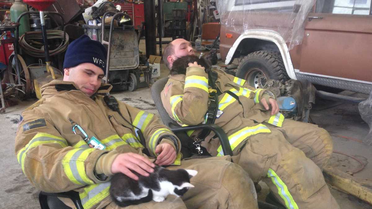 Photos Kittens rescued from the rubble of a Winooski fire