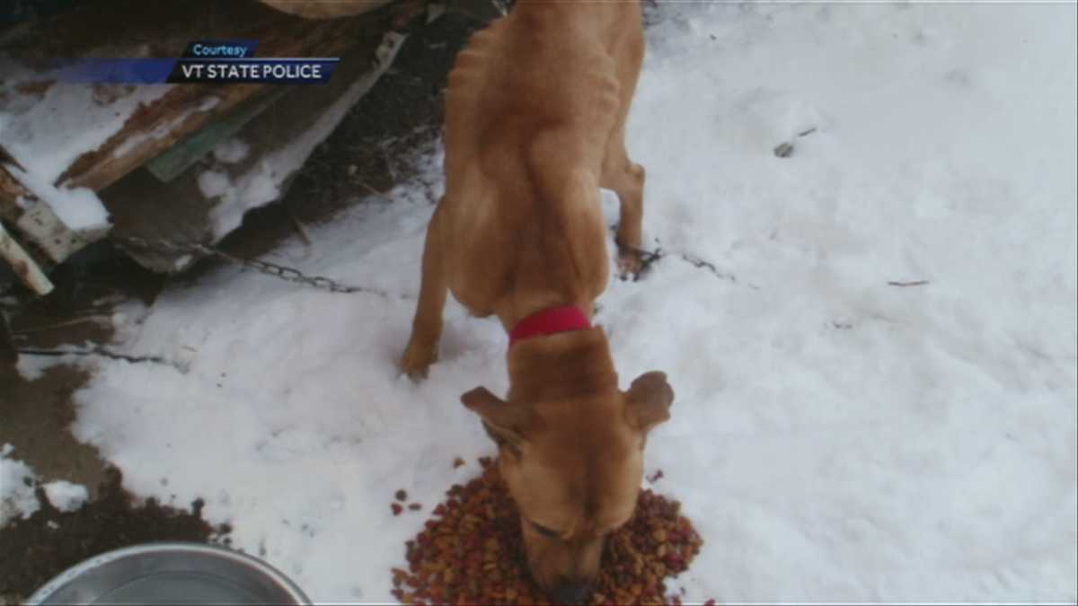 Two face animal cruelty charges after dogs saved