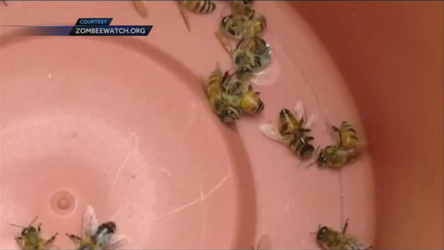 A report of Zombie bees, a new threat to bees in Vermont, prompts a state response.