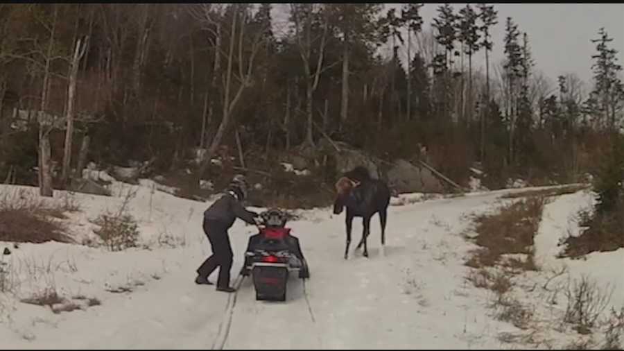A Belmont couple was attacked by a moose while snowmobiling in Maine on Friday, April 18.