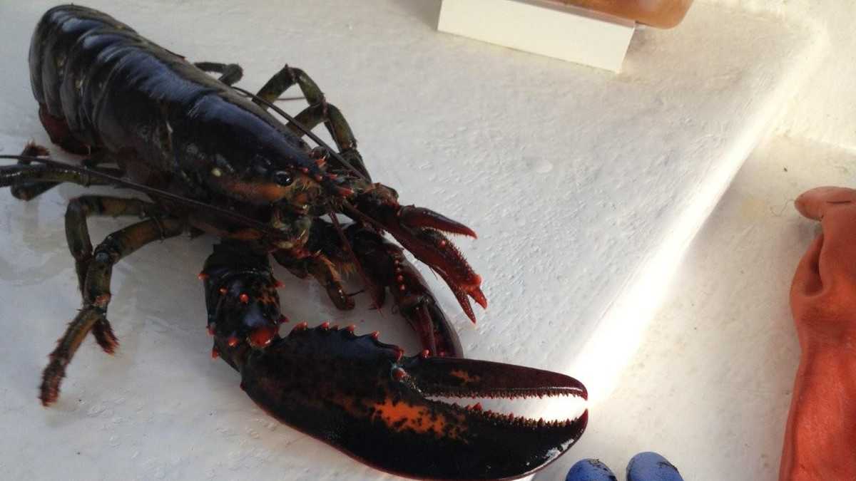 15 things you may not know about lobsters