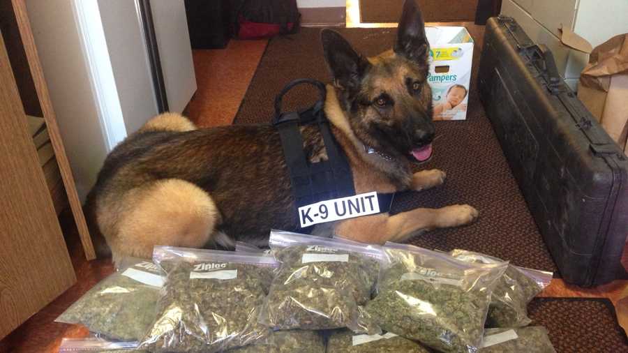 K-9 Beny Ward with the seized marijuana