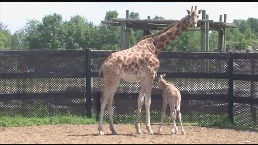 Marking first newborn giraffe at the zoo in more than two decades